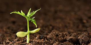 کود هیومیک اسید