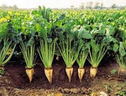 کود هیومیک اسید مایع