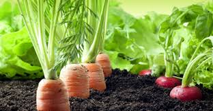 کود هیومیک اسید