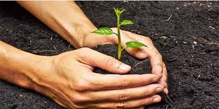 مرغوبیت محصول با کود هیومیک اسید ارگانیک