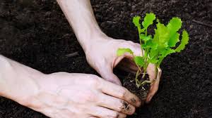 موارد استعمال کود ارگانیک هیومیک اسید