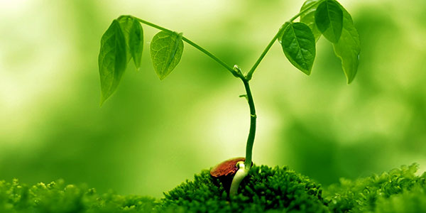 ترکیبات کود هیومیک اسید