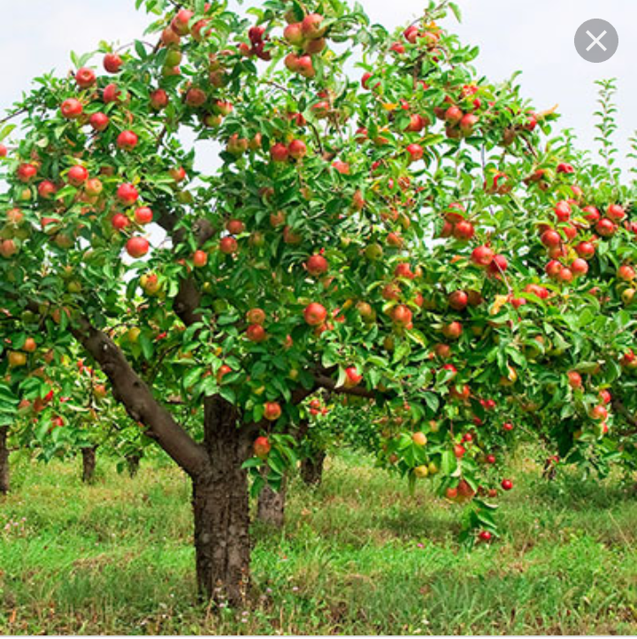 کود هیومیک اسید اسپانیایی