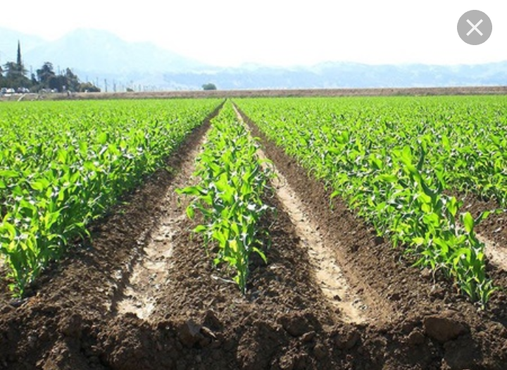 خرید کود هیومیک اسید