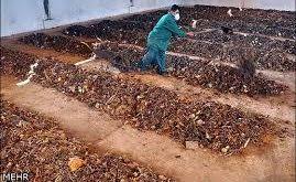 خرید کود مرغی