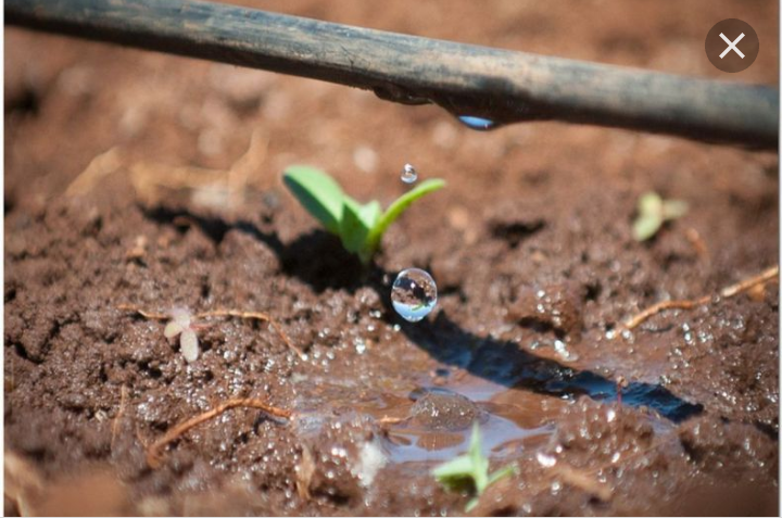 قیمت کود مرغی