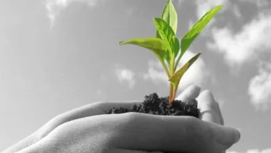 کود هیومیک اسید ارگانیک اصل