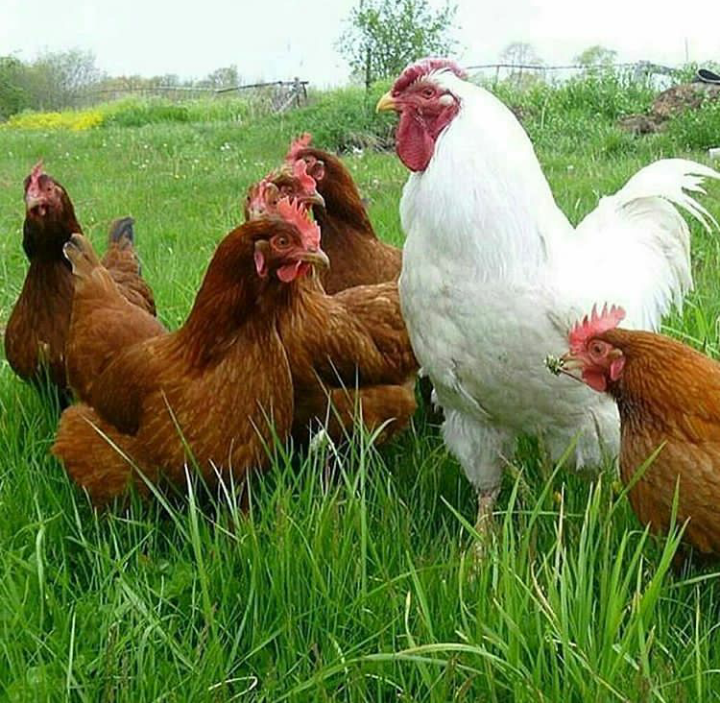 قیمت کود مرغی