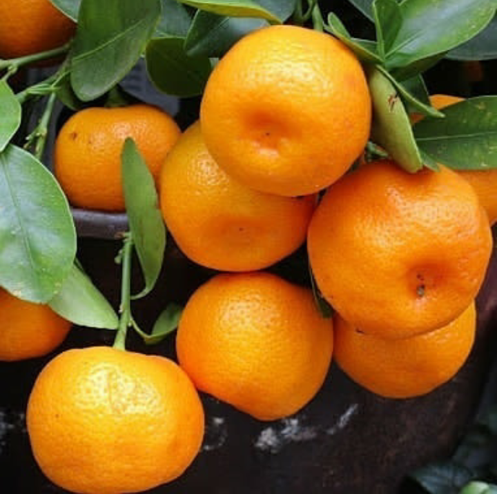 خرید ویژه بهترین کود