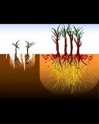 خرید کود اسید هیومیک