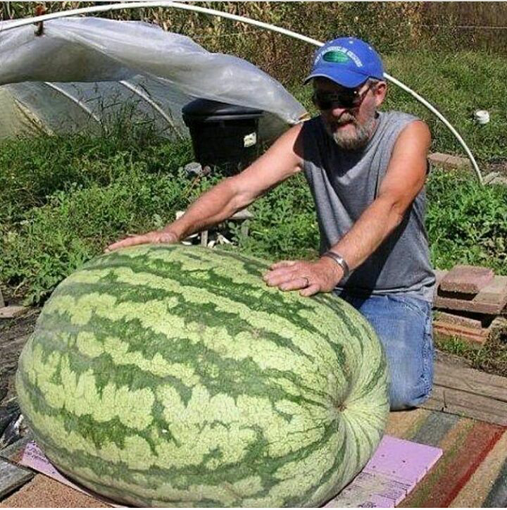 فروشنده کود پلیت