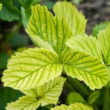 فروش کود آهن کلاته