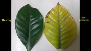 کود آهن کلاته