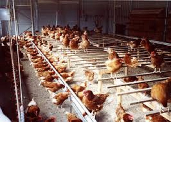 قیمت فروش دان مرغ فله