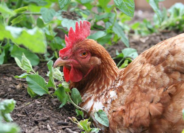 تفاوت کود مرغی حیوانی و شیمیایی