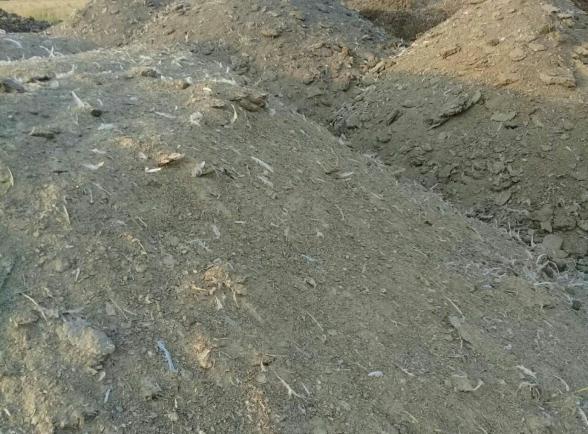 قیمت کود مرغی پلیت شده