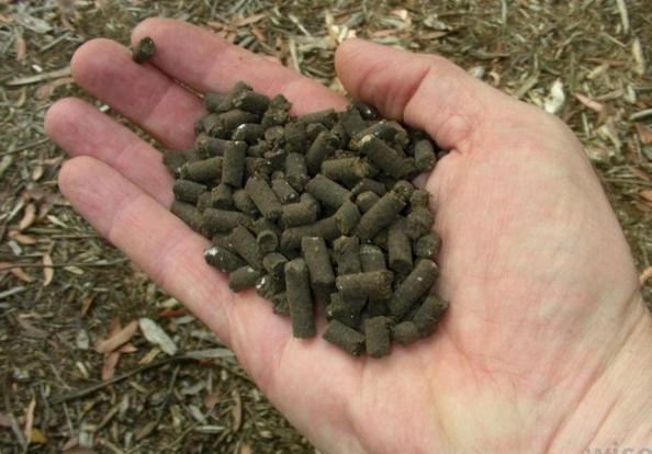 کاربرد کود مرغی برای خوراک دام