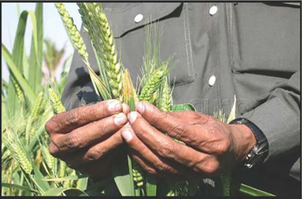 شرکت های مختلف فروش کود مرغی درجه یک