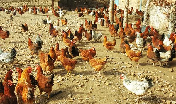 ارائه کود مرغی برای خوراک دام