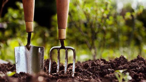 توزیع کود مرغی برای باغ های میوه