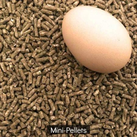 خرید اینترنتی پلیت مرغی از سایت