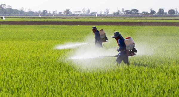 نحوه استفاده از کود مایع مرغی