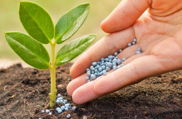 تاثیرات کود  npk در کشاورزی 