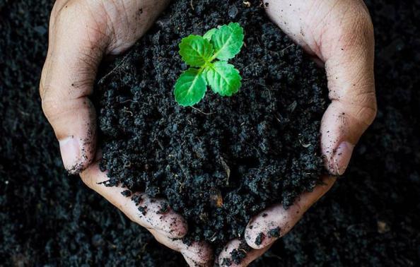 ویژگی های استفاده از کود هیومیک اسید گرانول