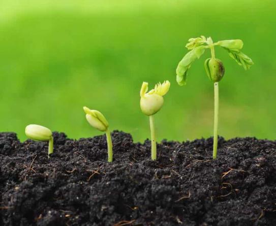 مقدار استفاده از کود هیومیک اسید در هکتار 