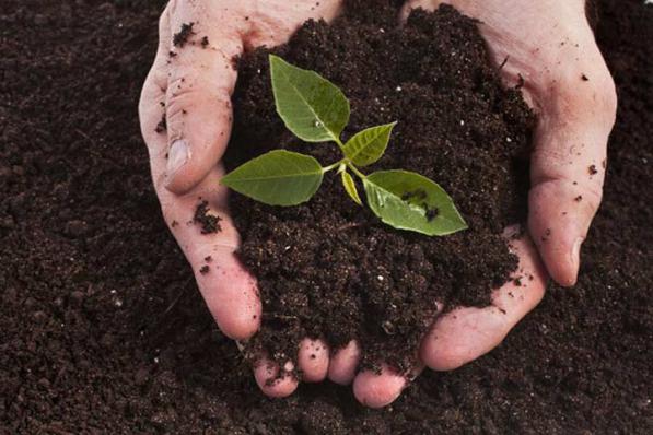 بررسی انواع مختلف کود هیومیک اسید در بازار