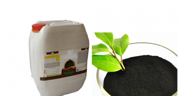 مقایسه عملکرد کود هیومیک اسید پودری و مایع
