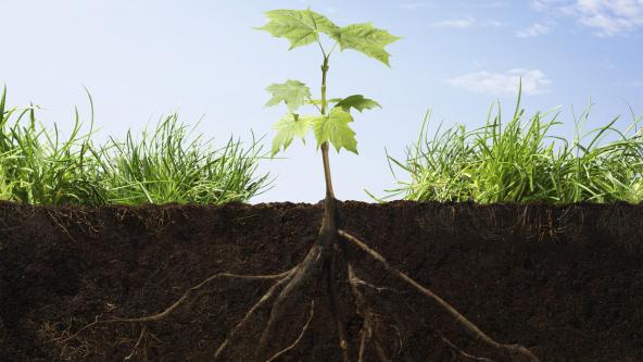 مزایا و ویژگی های کود هیومیک اسید مایع